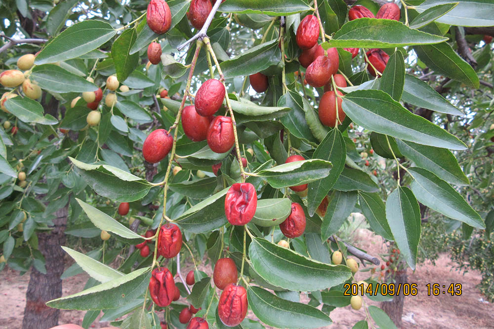 佛山市植寶生態(tài)科技有限公司