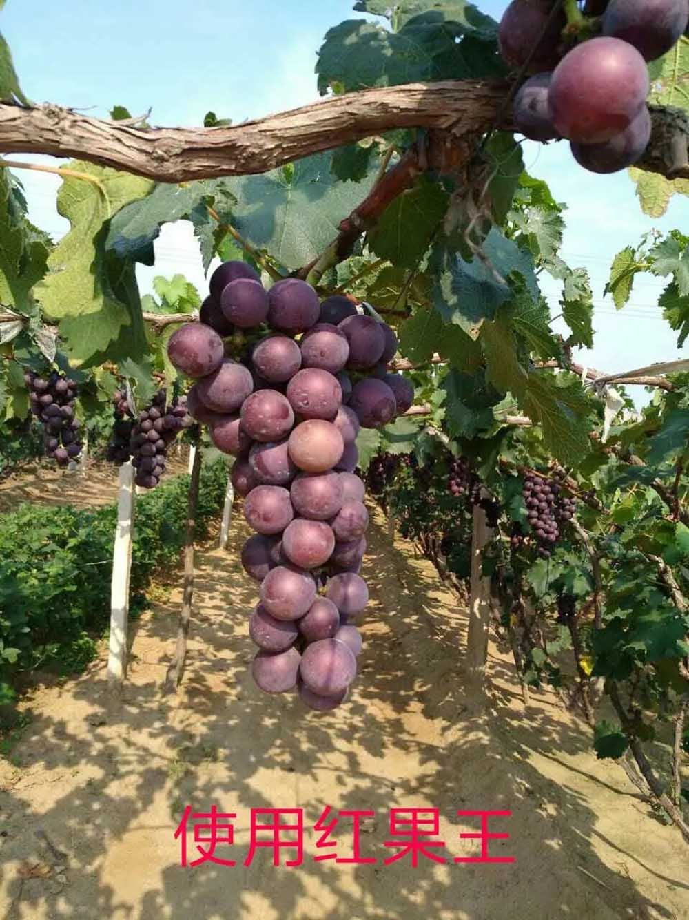 佛山市植寶生態(tài)科技有限公司