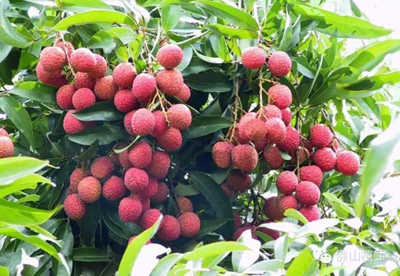 佛山市植寶生態(tài)科技有限公司