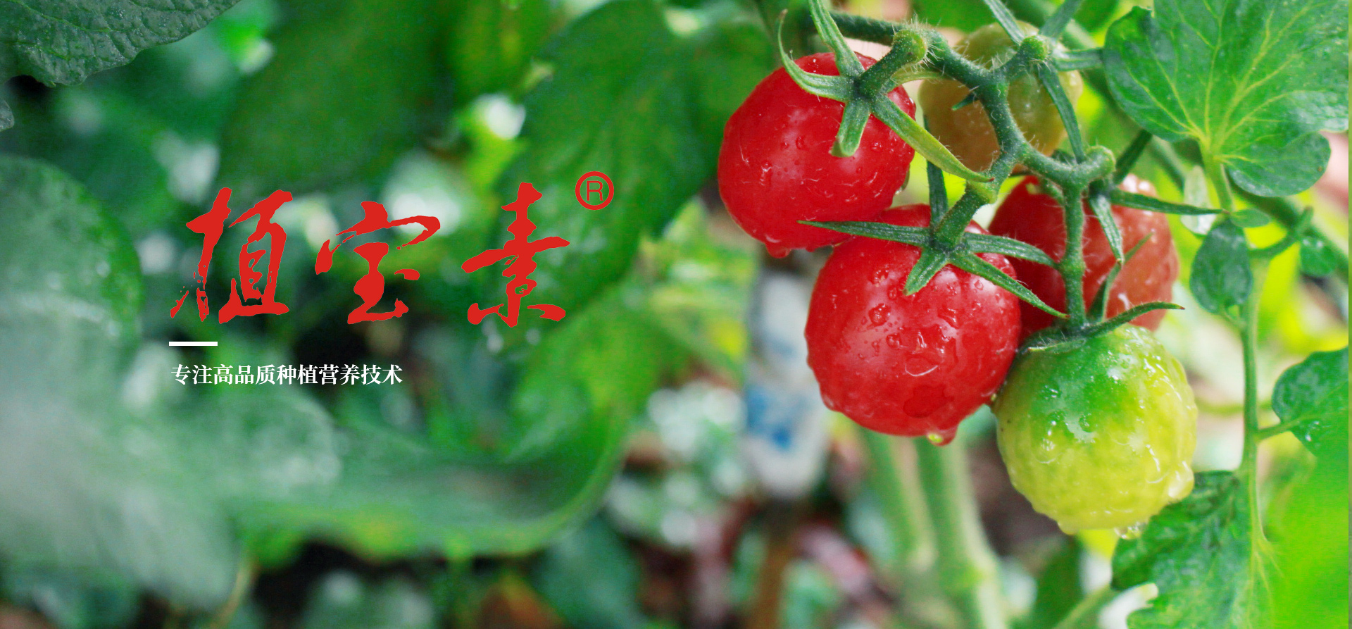 農(nóng)用微生物菌劑的使用注意事項